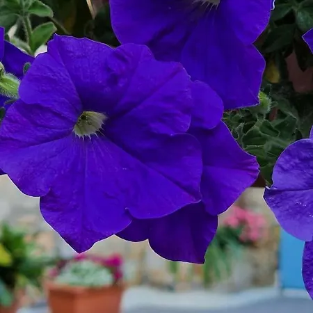 شقة Kalimera A Lovely 1-bedroom With Ensuite And Kitchen