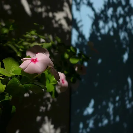 Kalimera A Lovely 1-bedroom With Ensuite And Kitchen Διαμέρισμα Λεμεσός