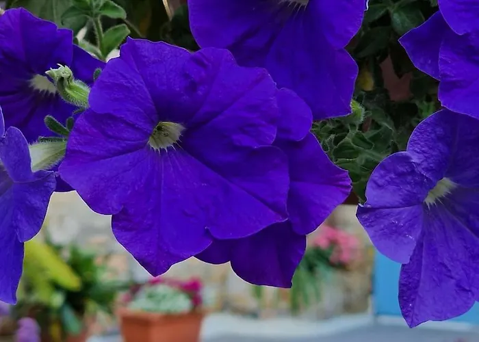 アパート Kalimera A Lovely 1-bedroom With Ensuite And Kitchen